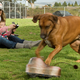 Illustration for article titled $300 RC Critter Is Your Dog's New Best Friend